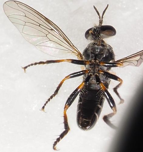 Réf. 245 981 : Atomosia sp.